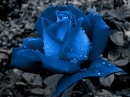 Roses Blue