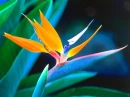 Exotic Blue