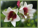 Flower Bells