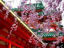 Spring in Japan