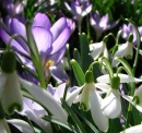 Purples