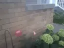 Roses Home