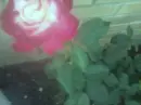 Frank's Rose 1
