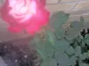 Frank's Rose 2