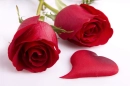 Roses Love