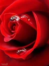 Red Dew