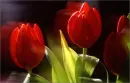 Red Tulips