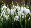 Whites