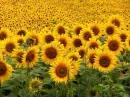 Sunflowers Field