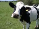 Vegiterians :)