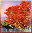 Fall Tree