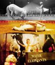 water for elephants
