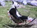 Panda Bear Rocking Chair