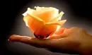 Rose in hand