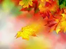 autumnm