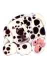 dalmation toon