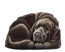 Hound dog toon