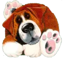 St Bernard dog