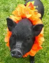 black piggy