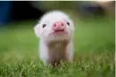 pinky pig baby