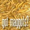 got maggots?