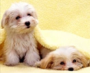 Dogs