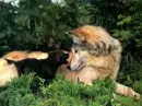 wolf mommy and daddy