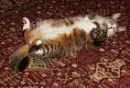 cat rolling over
