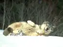Wolf Fun