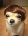 cute dog