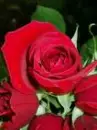 red rose