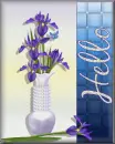 Blue Iris Hello