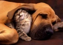 Cat And Dog Best friends