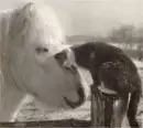 Cat And Horse Love