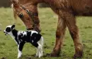 Lamb And Horse,Big And Small