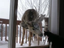 Hallo! Deer Here