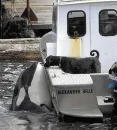 Dolphin Greets Dog