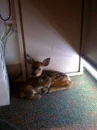 Deer And Cat