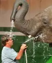 Elephant Overules Man With Water