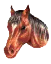 Horse Pokeing Its Head Around