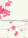 cherry blossom