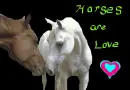 Horse love