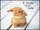 I Know I'm Cute