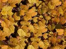 seamless autumn leaves glitter background