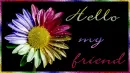 Rainbow Daisy