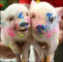 Rainbow Pigs