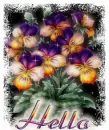 Sparkly Pansy Hello