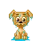 wet puppy