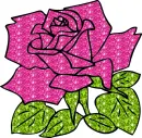 rosa