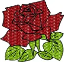rosa